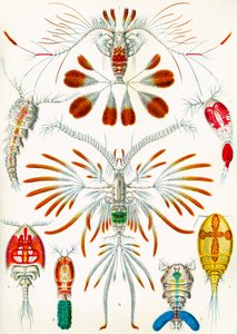 Illustration von Copepoden, ca. 1909 von Adolphe Philippe Millot