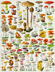 Illustration von Pilzen