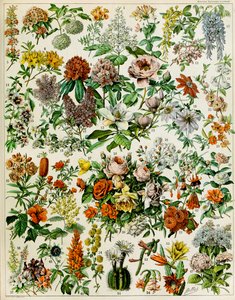 Illustration von Blütenpflanzen, ca. 1923 von Adolphe Philippe Millot
