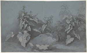Pflanzenstudie von Adriaan Boudewyns
