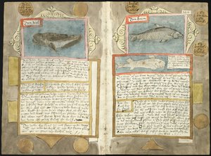 Adriaen Coenens Visboeck - KB 78 E 54 - Folios 210v (links) und 211r (rechts) von Adriaen Coenen