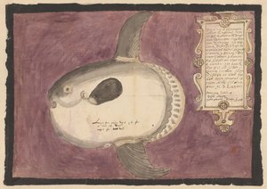 Mondfisch (Mola mola) von Adriaen Coenen
