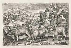 Bock und Schafe (Vierbeinige Tiere, Serie) von Adriaen Collaert