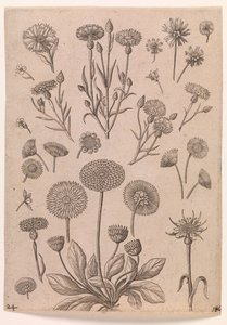 Kornblumen von Adriaen Collaert