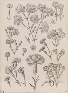 Narzissen von Adriaen Collaert