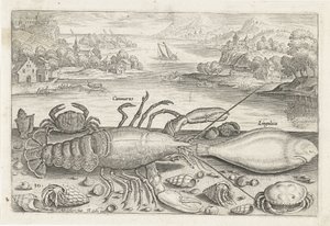 Ein Fisch und einige Schalentiere am Strand (Vissen, Piscivm vivae icones) von Adriaen Collaert
