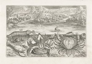 Einige Schalentiere am Strand