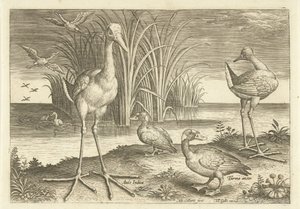 Einige Wasservögel an einem Ufer von Adriaen Collaert