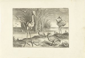 Einige Wasservögel an einem Ufer von Adriaen Collaert