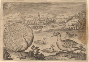Pfau und Gans