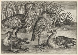 Säger, Rohrdommel, Reiher und Krickente von Adriaen Collaert