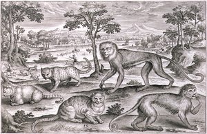 Drei Katzen und zwei Affen von Adriaen Collaert