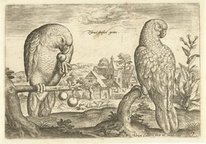 Zwei Papageien in einer Landschaft (Avivm Vivae, Vogels) von Adriaen Collaert