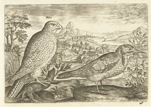 Zwei Vögel in einer Landschaft (Serie: Avivm Vivae, Vögel) von Adriaen Collaert