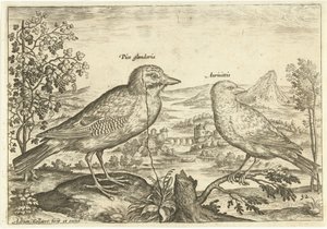 Zwei Vögel in einer Landschaft von Adriaen Collaert
