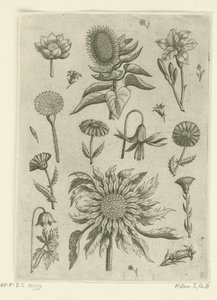 Sonnenblume und andere Blumen