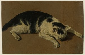 Katze liegend mit dem Kopf zwischen den Vorderpfoten von Adriaen van de Velde (attributed to)