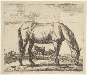 Weidendes Pferd, aus Verschiedene Tiere