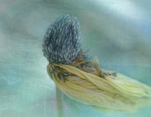 Weiche blaue Blüte von Adriana Kastelan