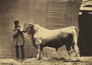 [Stier aus Glane, Kanton Freiburg], 1856 von Adrien Alban Tournachon