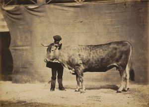 Vache Garonnaise, 5 bis 6 Jahre alt, 1856 von Adrien Alban Tournachon
