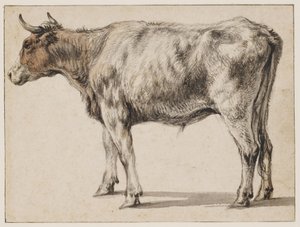 Ein stehender junger Stier von Aelbert Cuyp