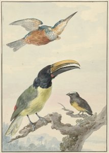 Drei Vögel: ein Eisvogel, ein Prinz von Wied