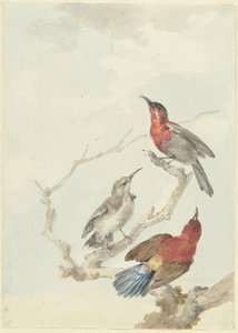 Drei purpurrote Sonnenvögel von Aert Schouman