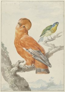 Zwei exotische Vögel von Aert Schouman