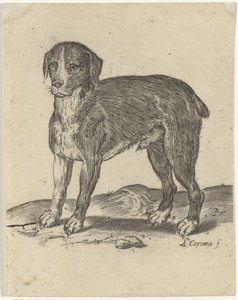 Stehender Hund