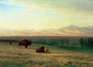 Büffel auf den Ebenen, ca. 1890