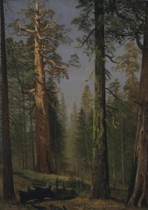 Der Grizzly Giant Sequoia, Mariposa Grove, Kalifornien von Albert Bierstadt