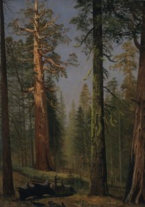 Der Grizzly Giant Sequoia, Mariposa Grove, Kalifornien von Albert Bierstadt