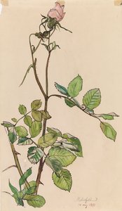 Rose von Albert Edelfelt