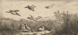 Alcedo, Martin-pescheur Der Eisvogel: Livre d