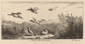 Alcedo, der Eisvogel