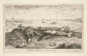 Astacus fluriatilis. L von Albert Flamen