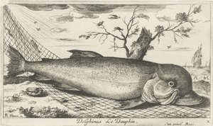 Delfin in einem Fischernetz (Vissen en andere zeedieren - zoutwater derde reeks)