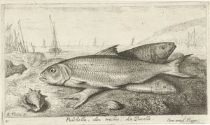 Drei Fische am Strand von Albert Flamen