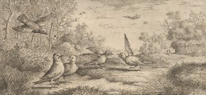 Garrulus, Gey Der Eichelhäher: Livre d