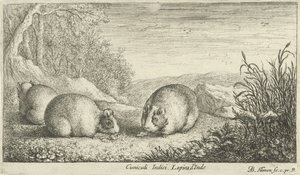 Nagetiere