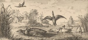 Querquedula, Cercelle Die Krickente: Livre d