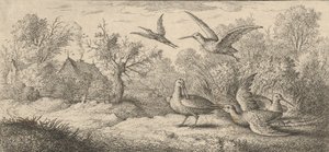 Rusticula, Beccasse Die Waldschnepfe: Livre d