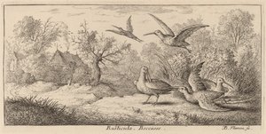 Rusticula, die Waldschnepfe