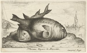 Zwei Schweinswale am Strand von Albert Flamen