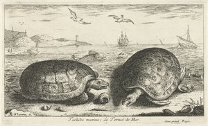 Zwei Schildkröten am Strand