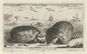 Zwei Schildkröten am Strand
