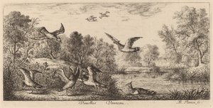 Vanellus, Der Kiebitz