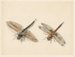 Studie von zwei Libellen von Albertus Steenbergen