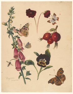 Studienblatt mit Blumen und Schmetterlingen